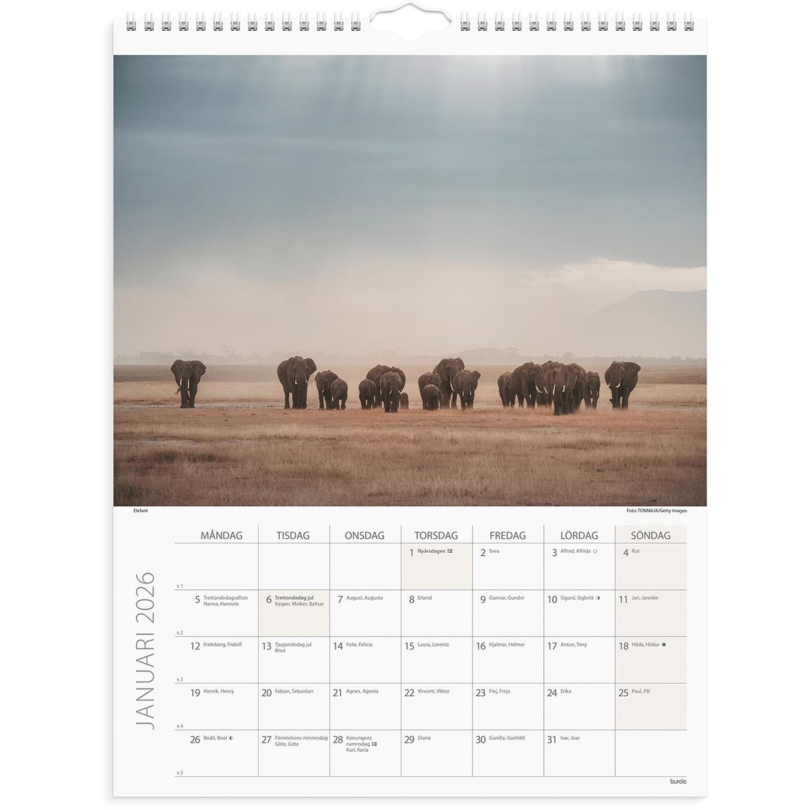 Väggkalender Burde 1761 Savannen 2026
