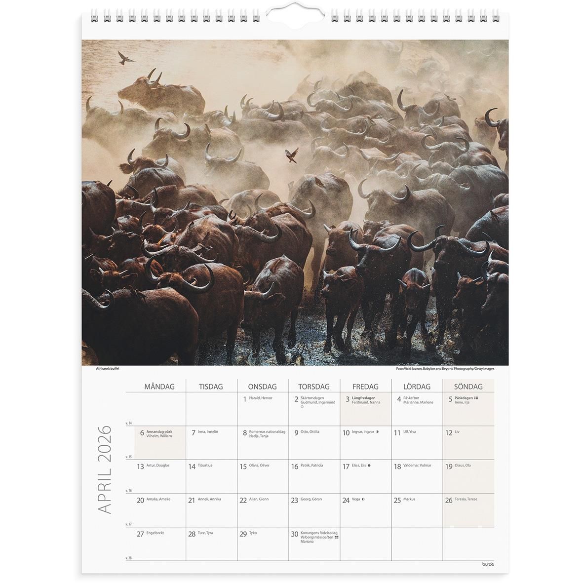 Väggkalender Burde 1761 Savannen 2026