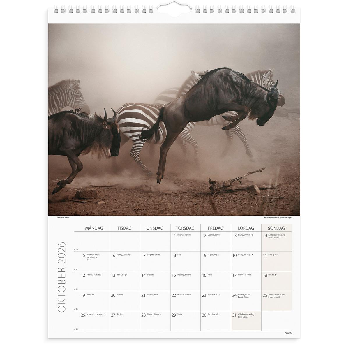 Väggkalender Burde 1761 Savannen 2026